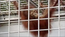 دنیای حیوانات  پرستاری اورانگوتان بیمار  Nursed back to health Orangutan