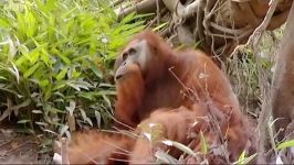 دنیای حیوانات  تعطیلات سالانه اورانگوتان ها  Annual holiday Orangutan