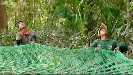 دنیای حیوانات  عملیات نجات خطرناک  A Dangerous Rescue Orangutan