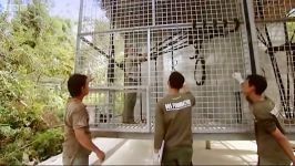 دنیای حیوانات  قفس جدید برای اورانگوتان باهوش  New Cage for Wu Wu Orangutan