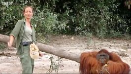 دنیای حیوانات  هرکول اورانگوتان ها  Hercules the Orangutan