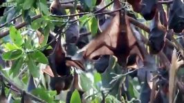 دنیای حیوانات  خفاش های میوه خوار غول پیکر  Giant Fruit Bats