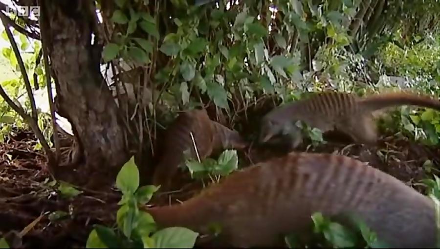 دنیای حیوانات  جفت گیری عجیب مانگوها  Mating habits of the Mongoose