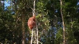 دنیای حیوانات  اورانگوتان دوباره آزاد باش  Free Again Orangutan