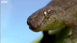 دنیای حیوانات  صبح بخیر مارمولک  Morning Gecko