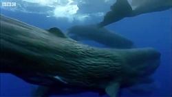 دنیای حیوانات  جفت گیری اسپرم نهنگ ها  Sperm Whales