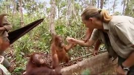 دنیای حیوانات  اولین روز در مدرسه اورانگوتان ها  First Day at School Orangutan