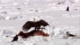 دنیای حیوانات  مبارزه کایوت عقاب ها  Coyote vs Bald Eagles