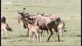 دنیای حیوانات  خروج گله گوزن های وحشی  Mass Wildebeest Exodus