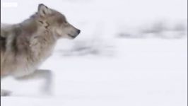 دنیای حیوانات  شکار گوزن برفی توسط گرگ های گرسنه  Wolves Hunt Elk