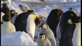 مبارزه پلنگ دریایی پنگوئن امپراطور  Emperor Penguins Vs Leopard Seal