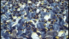 دنیای حیوانات  سلطان پنگوئن ها  King penguins  Life in the Freezer