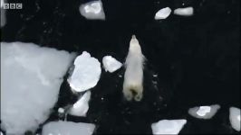دنیای حیوانات  شنا کردن خرس قطبی در یخ  Swimming great male polar bear