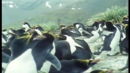 دنیای حیوانات  زندگی پنگوئن های ماکارونی  Macaroni Penguins Life in Freezer