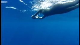 دنیای حیوانات  نفس کشیدن بچه نهنگ کوهان دار  Humpback whale baby breathing