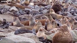 دنیای حیوانات  فوک ها مهاجمان دریا  Seals Invaders of the Sea