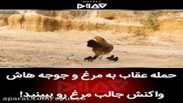 حمله عقاب به مرغ جوجه هاش