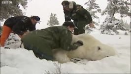 دنیای حیوانات  گیر افتادن خرس قطبی در بیشه  Stuck in the Forest Polar Bear