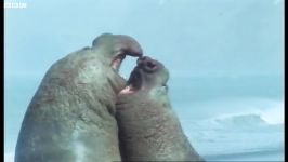 دنیای حیوانات  زندگی فیل های دریایی در قطب  Elephant Seals Life in the Freezer