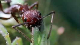 دنیای حیوانات  حمله قارچ سمی  Attack of the Killer Fungi