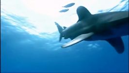 دنیای حیوانات  حمله کوسه سفید در اقیانوس  Oceanic Whitetip Shark Attack