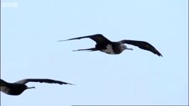 دنیای حیوانات  پرندگان دریایی بچه لاکپشت ها  Frigate Birds and Turtle Babies