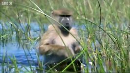 دنیای حیوانات  مهاجرت میمون ها رودخانه  Monkeys Wading Through Water
