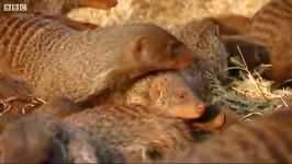 دنیای حیوانات  جستجوی مانگوها  Searching for acceptance Mongoose