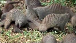 دنیای حیوانات  مبارزه برای قلمرو بهتر  The Battle for Uptown Mongoose