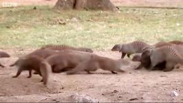 دنیای حیوانات  مرگ مانگو در یک مبارزه خونین  Deadly Mongoose Battle