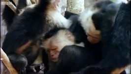 دنیای حیوانات  راهکار میمون ها برای دفع حشرات  Monkey Insect Repellent