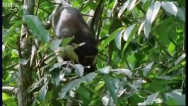 دنیای حیوانات  آژیر خطر میمون ها برای حمله پلنگ  Leopard Monkey Alert