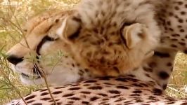 توله یوزپلنگ ها مادر خود را گم کرده اند  Cheetah Cubs Look For Their Mother