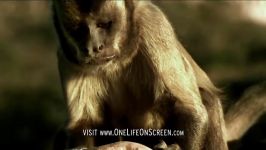 دنیای حیوانات  کار بسیار عجیب میمون قهوه ای  Brown Capuchin monkey uses a tool