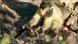 دنیای حیوانات  شکستن دانه های خوراکی توسط میمون باهوش  Brown capuchin monkeys