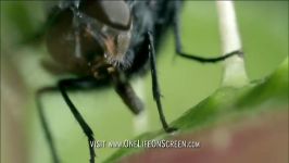 دنیای حیوانات  پرواز مگس به درون تله مرگ  Venus fly trap in deadly action