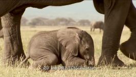 دنیای حیوانات  اولین راه رفتن بچه فیل به دنیا آمده  Baby Elephant first steps