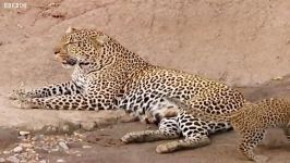 دنیای حیوانات  خانه شکار توله پلنگ ها  House Hunting with the Leopard Cubs