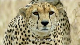 دنیای حیوانات  حمله یوزپلنگ به شترمرغ ها  Cheetahs stalking Ostriches