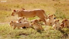 دنیای حیوانات  ماجراجویی در کنار توله شیرها  Adventures with the Lion Cubs