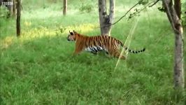دنیای حیوانات  اولین قتل شکار توله ببر نوجوان  Tiger Cubs first Kill