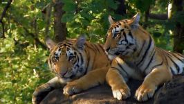 دنیای حیوانات  خانواده ببر در حال بزرگ شدن  Growing Up in the Tiger Family