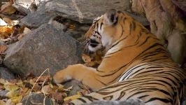 دنیای حیوانات  بالغ شدن کامل توله ببرها  Cubs Come of Age