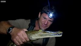 دنیای حیوانات  کروکودیل های آمریکایی  American Crocodile