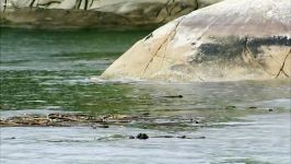دنیای حیوانات  مبارزه شیر دریایی ده نهنگ قاتل  Sea Lion Vs 10 Killer Whales