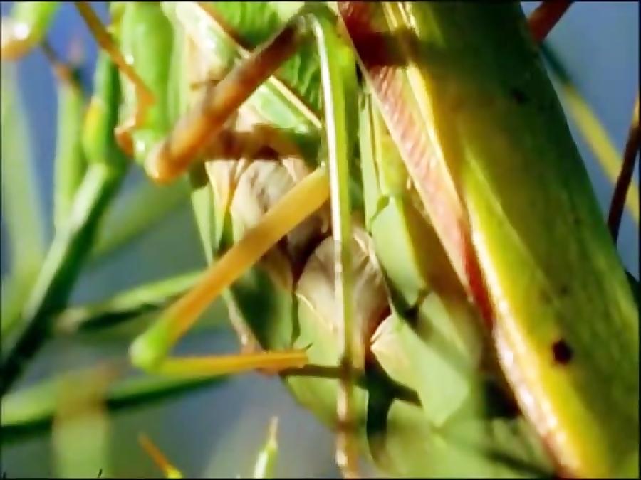 دنیای حیوانات  جفتگیری عجیب آخوندک ها  Mantis Mating