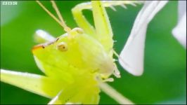 دنیای حیوانات  زنده خواری جیرجیرک توسط آخوندک  Eaten Alive  Cricket vs Mantis