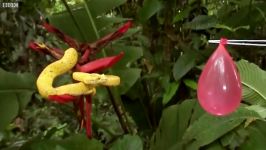 دنیای حیوانات  آزمایش حمله مار سمی خطرناک  Slo Mo Deadly Viper Experiment