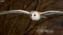 دنیای حیوانات  اسلوموشن بسیار زیبا پرواز جغد سفید  Slow Mo Barn Owl in Flight