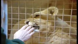 دنیای حیوانات  نگهداری گربه سانان غول پیکر در باغ وحش  The Big Cat Zoo